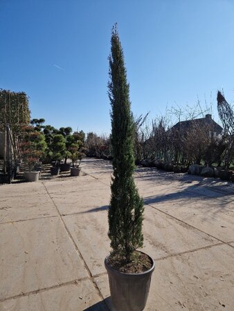 Cupressus semp. 'Pyramidalis' 200-250 cm container - afbeelding 11