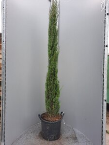 Cupressus semp. 'Pyramidalis' 200-250 cm container - afbeelding 4