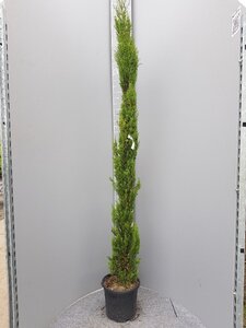 Cupressus semp. 'Pyramidalis' 200-250 cm container - afbeelding 5
