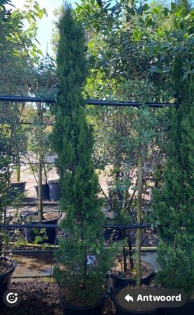 Cupressus semp. 'Pyramidalis' 200-250 cm container - image 1