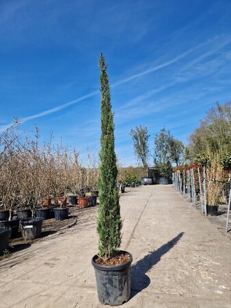 Cupressus semp. 'Pyramidalis' 200-250 cm container - image 14