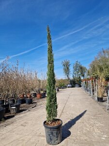 Cupressus semp. 'Pyramidalis' 200-250 cm container - image 14
