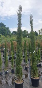 Cupressus semp. 'Pyramidalis' 200-250 cm container - image 15
