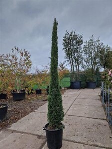 Cupressus semp. 'Pyramidalis' 200-250 cm container - image 10