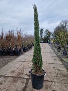 Cupressus semp. 'Pyramidalis' 200-250 cm container - image 17