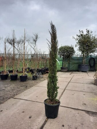 Cupressus semp. 'Pyramidalis' 200-250 cm container - image 18