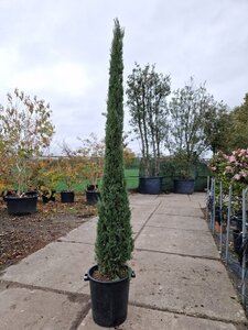 Cupressus semp. 'Pyramidalis' 200-250 cm container - image 9