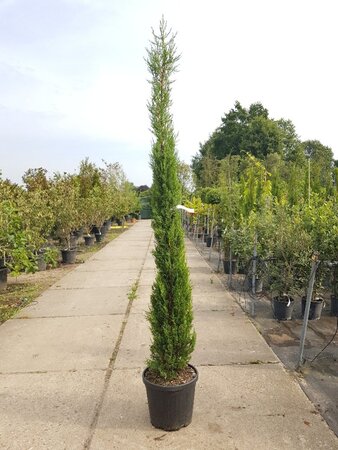 Cupressus semp. 'Pyramidalis' 200-250 cm container - image 19