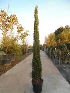 Cupressus semp. 'Pyramidalis' 200-250 cm container - image 20