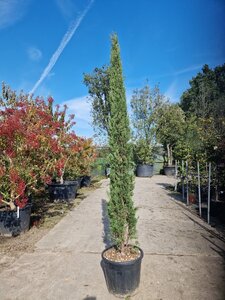 Cupressus semp. 'Pyramidalis' 200-250 cm container - image 6