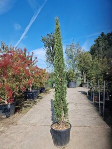 Cupressus semp. 'Pyramidalis' 200-250 cm container - image 22