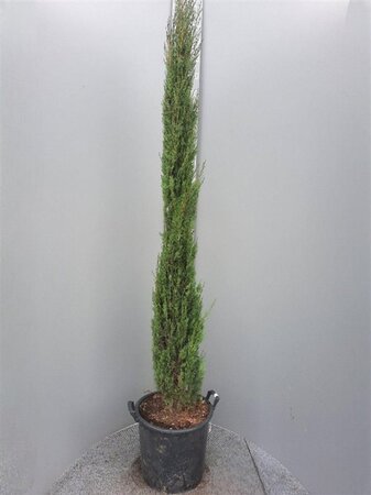 Cupressus semp. 'Pyramidalis' 200-250 cm container - image 7