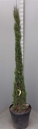 Cupressus semp. 'Pyramidalis' 200-250 cm container - image 12