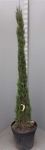 Cupressus semp. 'Pyramidalis' 200-250 cm container - image 12