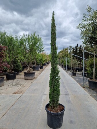 Cupressus semp. 'Pyramidalis' 200-250 cm container - image 12