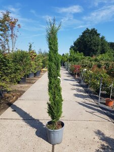 Cupressus semp. 'Pyramidalis' 200-250 cm container - image 2