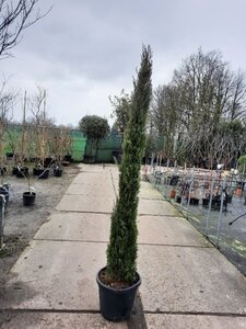 Cupressus semp. 'Pyramidalis' 200-250 cm container - image 3