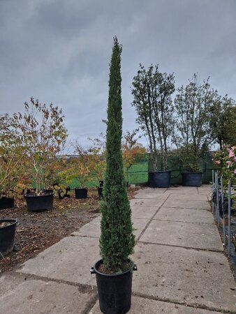 Cupressus semp. 'Pyramidalis' 200-250 cm container - image 21
