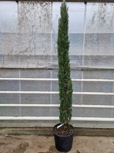 Cupressus semp. 'Pyramidalis' 200-250 cm container - image 22