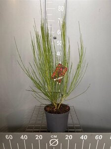 Cytisus 'Boskoop Ruby' 50-60 cm cont. 3,0L - afbeelding 3