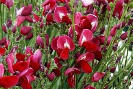 Cytisus 'Boskoop Ruby' 50-60 cm cont. 3,0L - afbeelding 1
