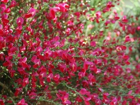 Cytisus 'Boskoop Ruby' 50-60 cm cont. 3,0L - afbeelding 2