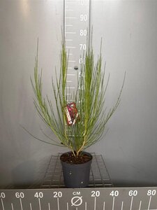 Cytisus 'Boskoop Ruby' 50-60 cm cont. 3,0L - afbeelding 4