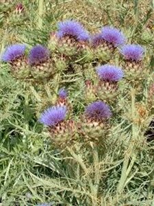 Cynara cardunculus geen maat specificatie 0,55L/P9cm - afbeelding 4