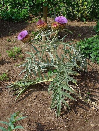 Cynara cardunculus geen maat specificatie 0,55L/P9cm - afbeelding 2