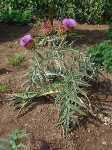 Cynara cardunculus geen maat specificatie 0,55L/P9cm - afbeelding 2