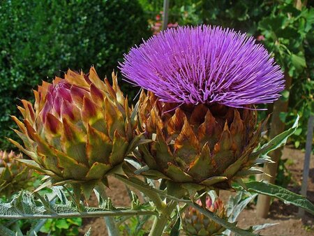 Cynara cardunculus geen maat specificatie 0,55L/P9cm - afbeelding 3