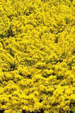Cytisus decumbens geen maat specificatie container - afbeelding 1