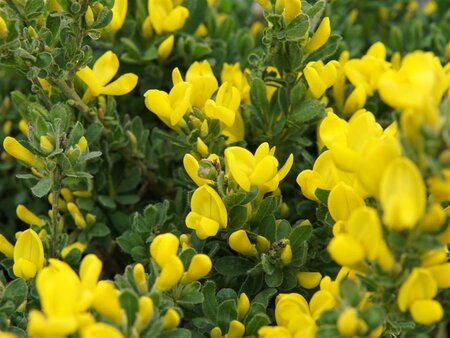 Cytisus decumbens geen maat specificatie container - afbeelding 2