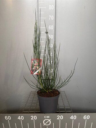 Cytisus 'Goldfinch' 50-60 cm cont. 3,0L - afbeelding 2