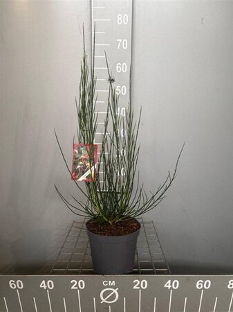 Cytisus 'Goldfinch' 50-60 cm cont. 3,0L - afbeelding 3