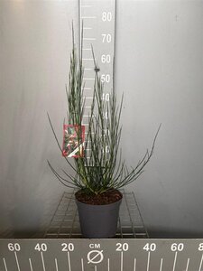 Cytisus 'Goldfinch' 50-60 cm cont. 3,0L - afbeelding 3