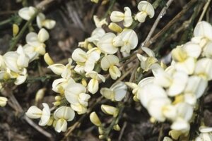 Cytisus kewensis geen maat specificatie container - afbeelding 2