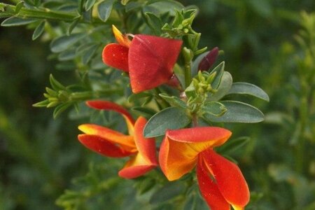 Cytisus 'Lena' 50-60 cm cont. 3,0L - afbeelding 1