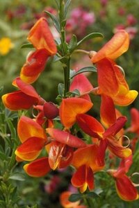 Cytisus 'Lena' 50-60 cm cont. 3,0L - afbeelding 2