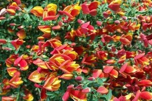 Cytisus 'Lena' 50-60 cm cont. 3,0L - afbeelding 3