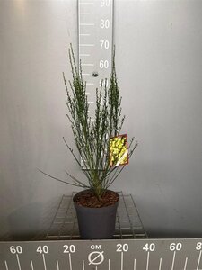 Cytisus 'Luna' 50-60 cm cont. 3,0L