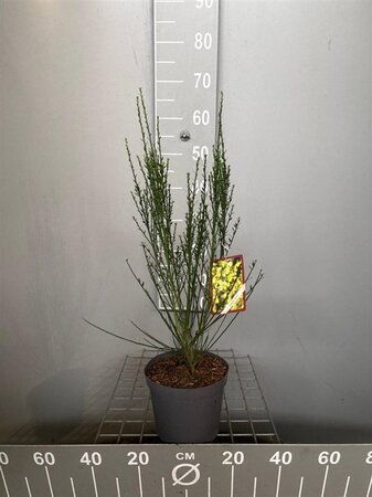 Cytisus 'Luna' 50-60 cm cont. 3,0L - afbeelding 2