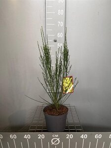 Cytisus 'Luna' 50-60 cm cont. 3,0L - afbeelding 2