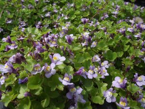 Cymbalaria muralis geen maat specificatie 0,55L/P9cm - afbeelding 2