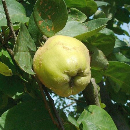 Cydonia oblonga (kweepeer) 10-12 Hoogstam wortelgoed - afbeelding 4