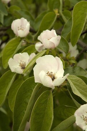 Cydonia oblonga (kweepeer) 14-16 Halfstam draadkluit - afbeelding 2