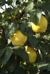 Cydonia oblonga (kweepeer) 14-16 Halfstam draadkluit - afbeelding 3