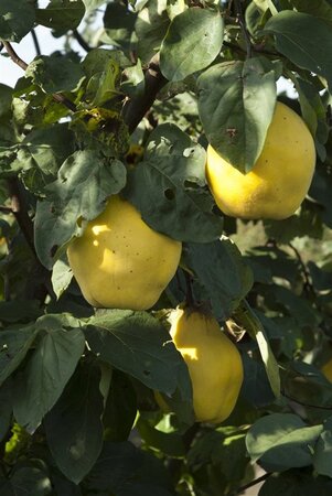 Cydonia oblonga (kweepeer) 8-10 Halfstam wortelgoed - afbeelding 3