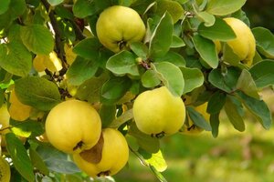 Cydonia oblonga (kweepeer) 8-10 Hoogstam met kluit