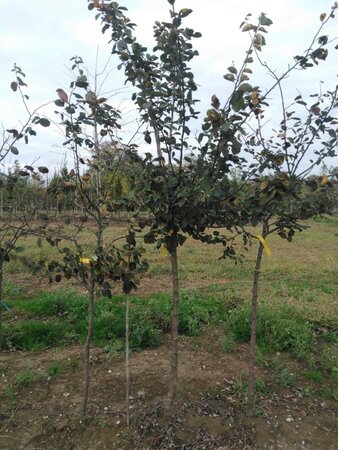 Cydonia o. 'Champion' 10-12 Halfstam wortelgoed - afbeelding 2